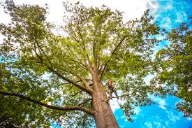 Why Choose Our Tree Removal Services in Mars, PA?